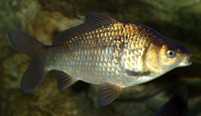 Карась золотой Carassius Carassius
