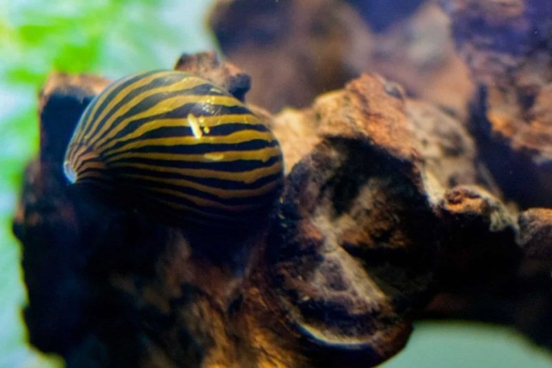 Ципрея тигровая, m /Cypraea Tigris