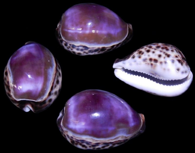 Необычные морские раковины