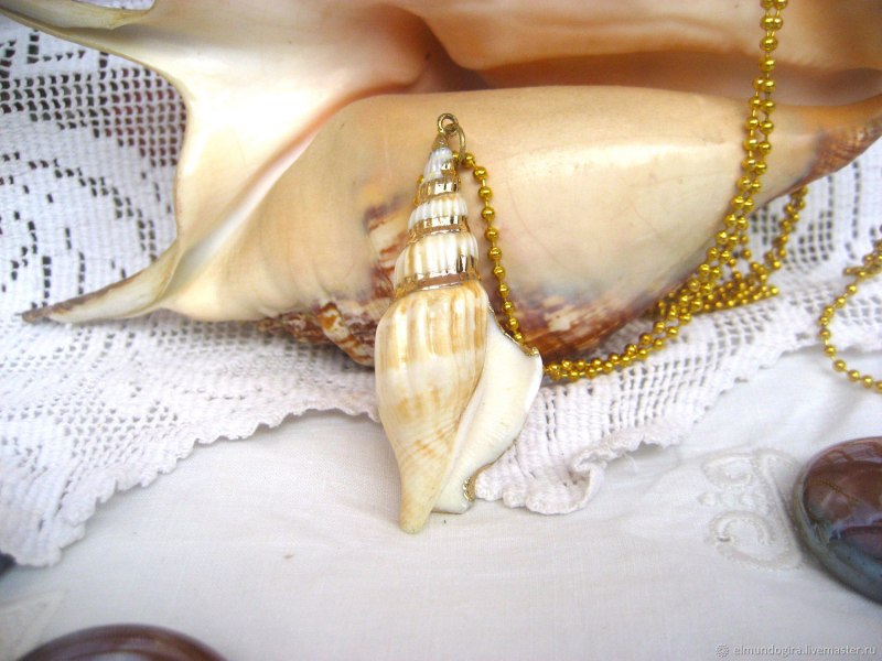 Раковина море