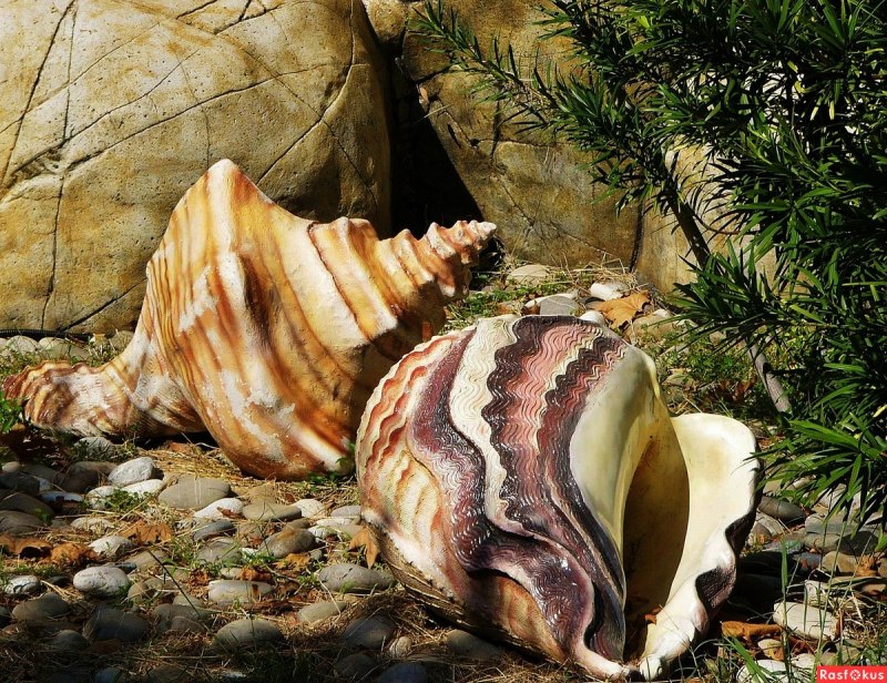 Морские раковины Доминиканы