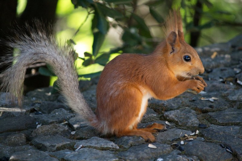 Sciurus aberti kaibabensis