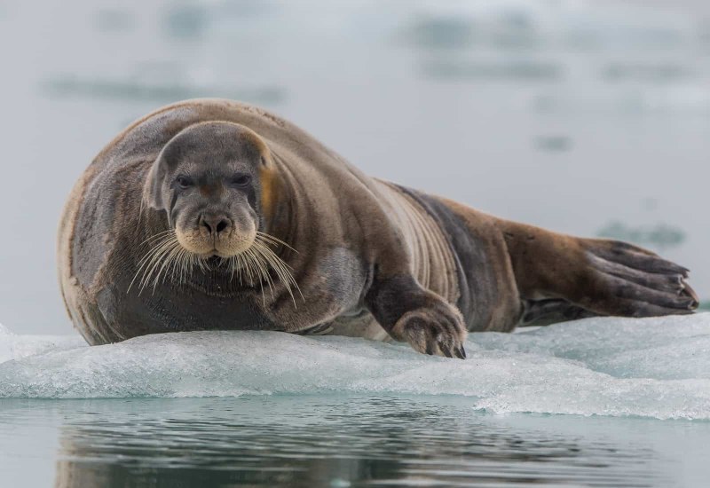 Морской заяц, Лахтак (Erignathus barbatus)