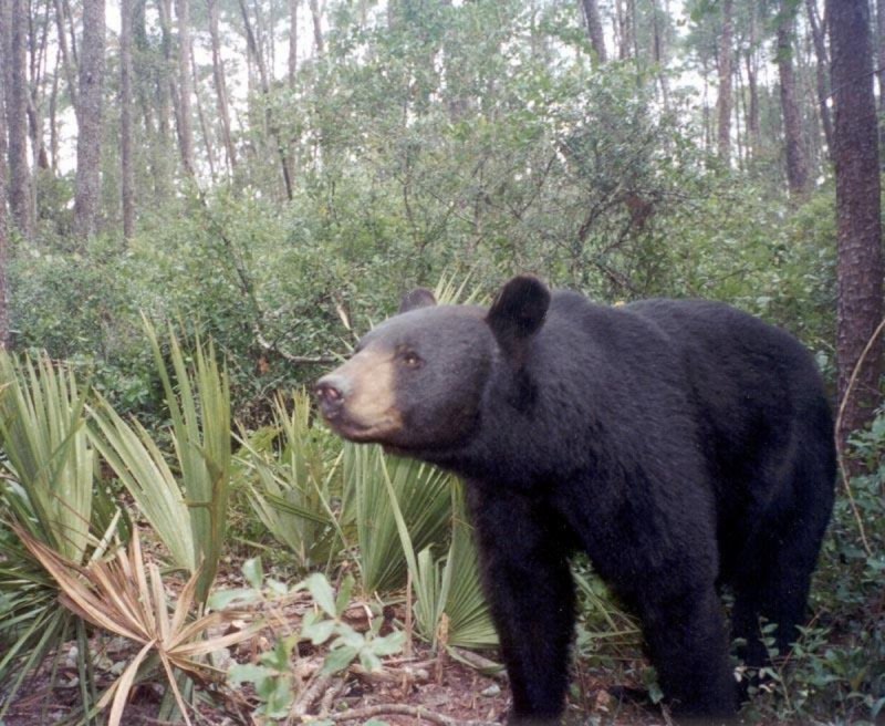 Флоридский медведь (63 фото)