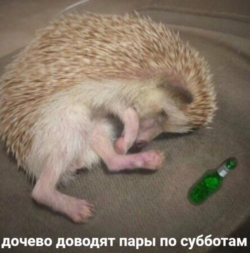 Ежик Нельсон