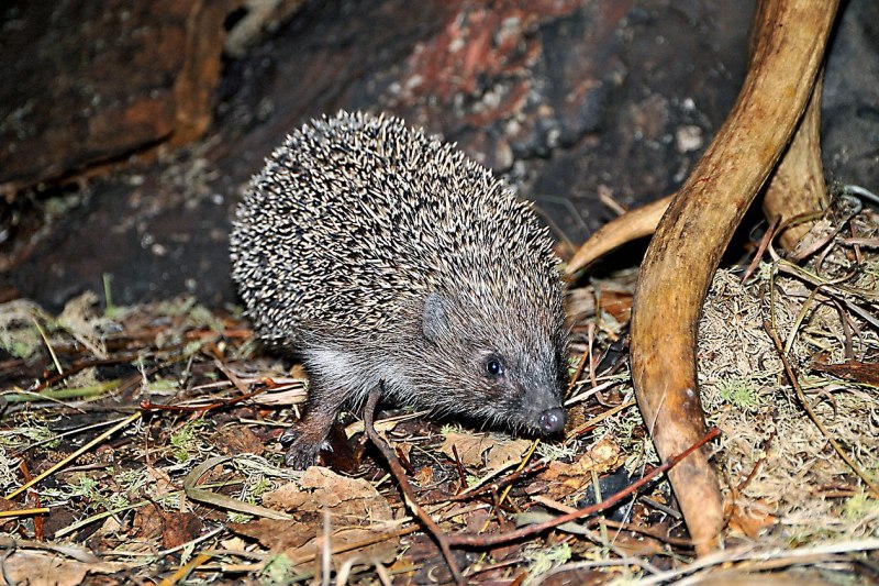Apodemus sylvaticus