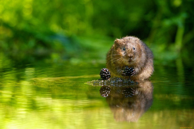 Мышь-Малютка (лат. Micromys minutus)