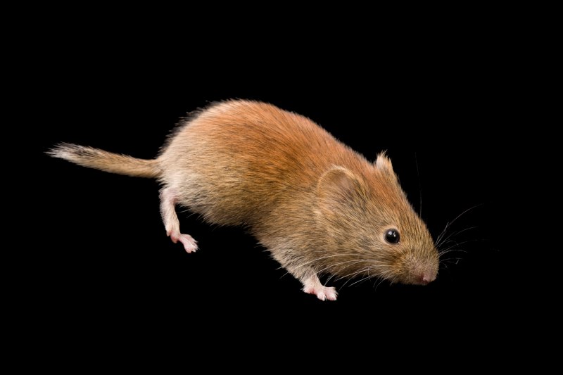 Обыкновенная полевка Microtus arvalis