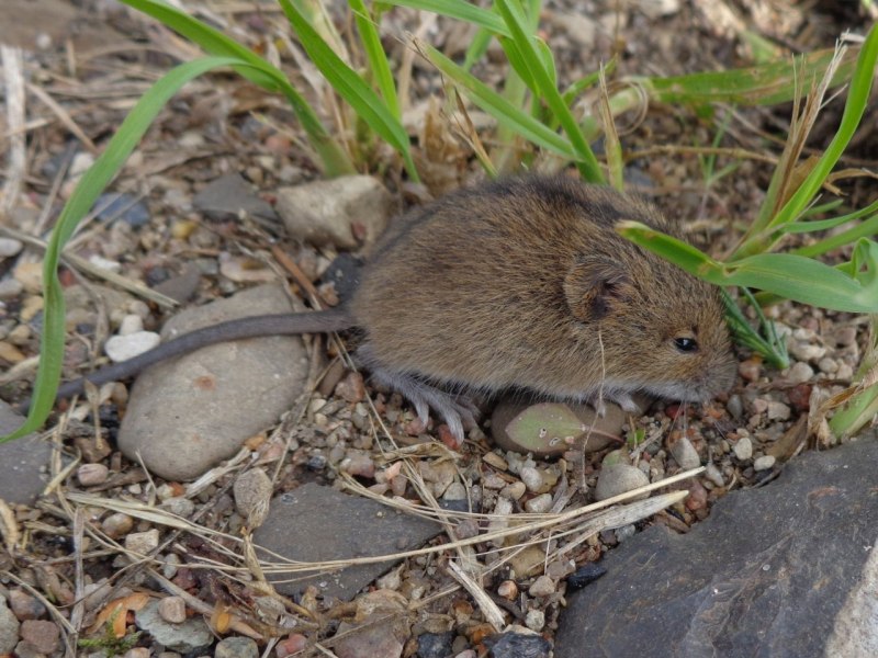 Серая полевка – Microtus arvalis