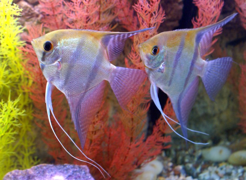 Скалярия "перуанский Альтум" (Pterophyllum scalare)