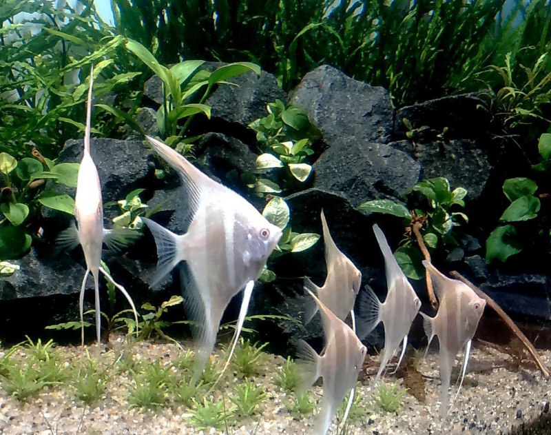 Neon Tetra Fish