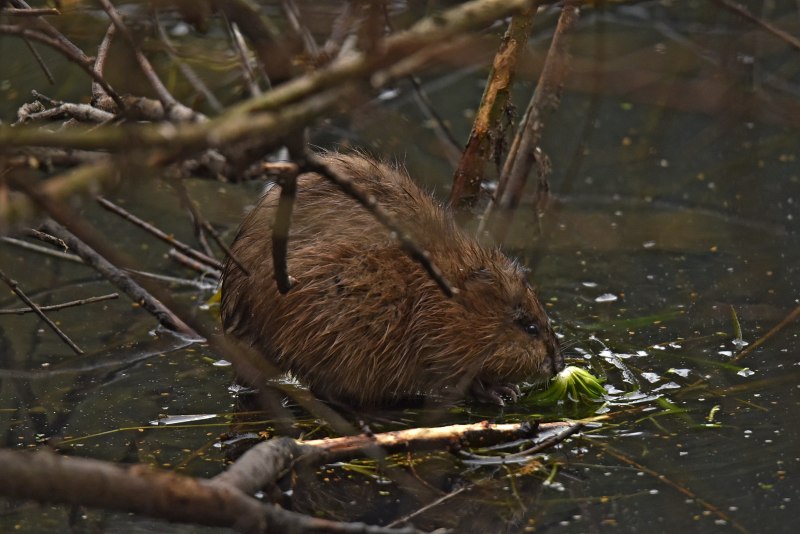 Ондатра (Ondatra zibethicus)