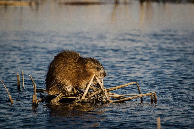 Водяная ондатра