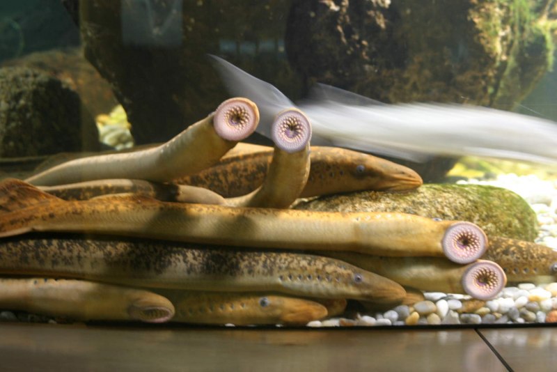 Морская минога (Petromyzon Marinus)