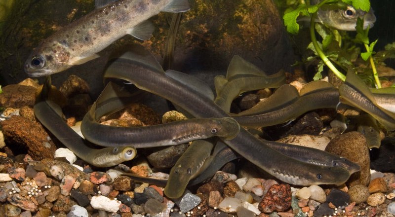 Морская минога (Petromyzon Marinus)