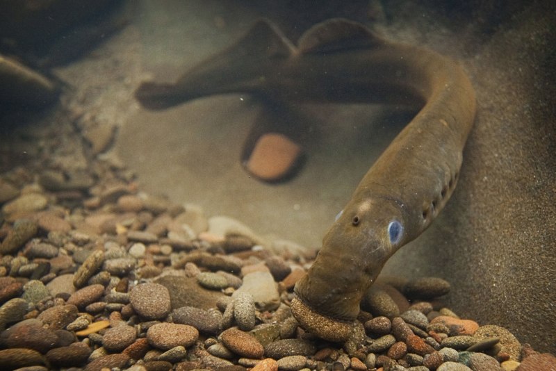 Морская минога (Petromyzon Marinus)