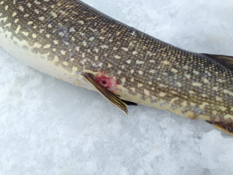 Морская минога (Petromyzon Marinus)