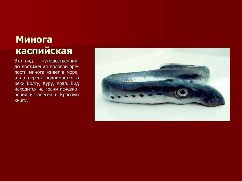 Речная минога (Petromyzon Marinus)