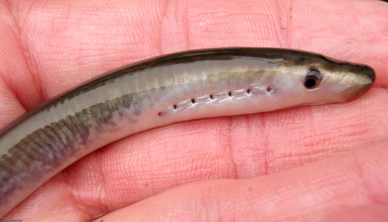Каспийская минога Caspiomyzon wagneri