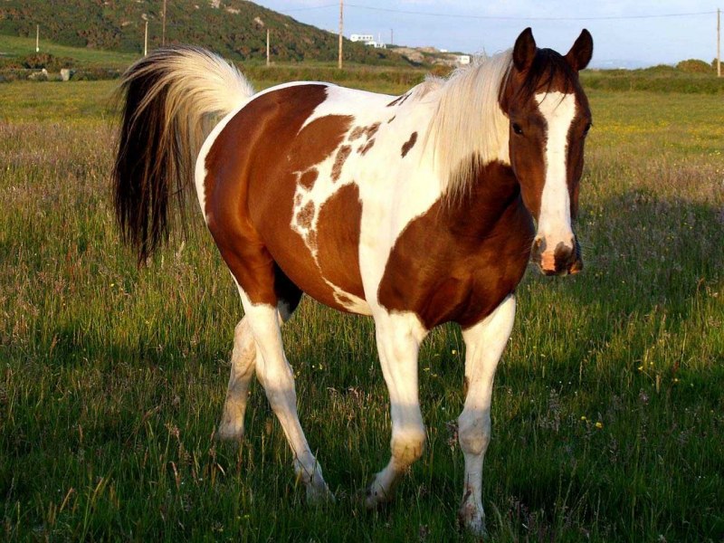 Лошадь коричневая с белым (42 фото)