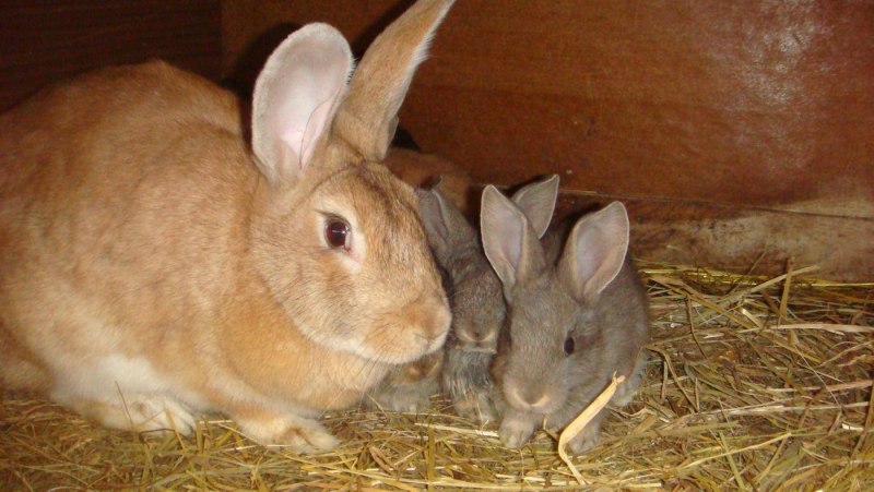 How a Rabbit speaks
