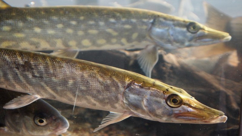 Рыба щука Esox Lucius