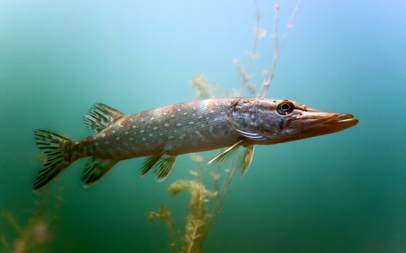 Щука-маскинонг - Esox masquinongy.