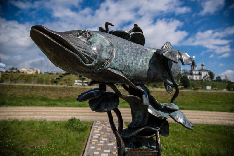 Рыба щука Esox Lucius