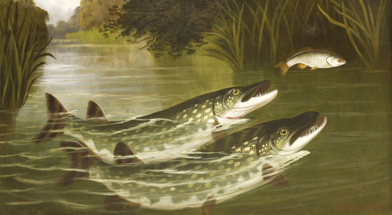 Dolly Varden Trout