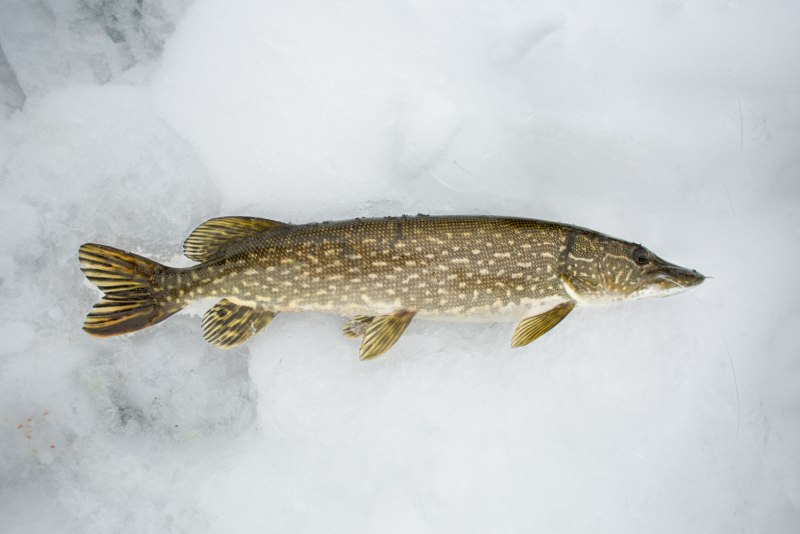 Pike щука на английском языке для детей