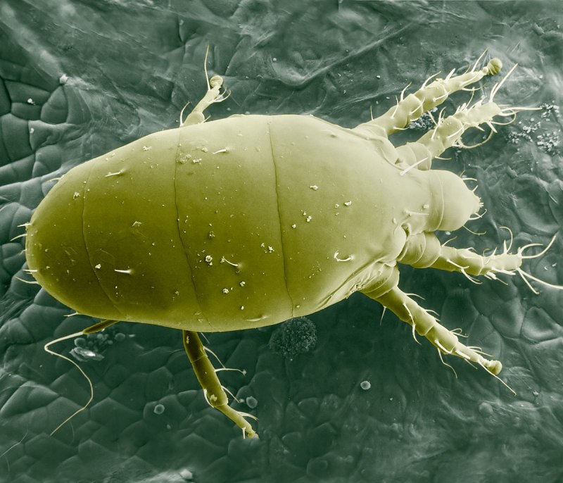 Клещи – краснотелки (Trombidium)