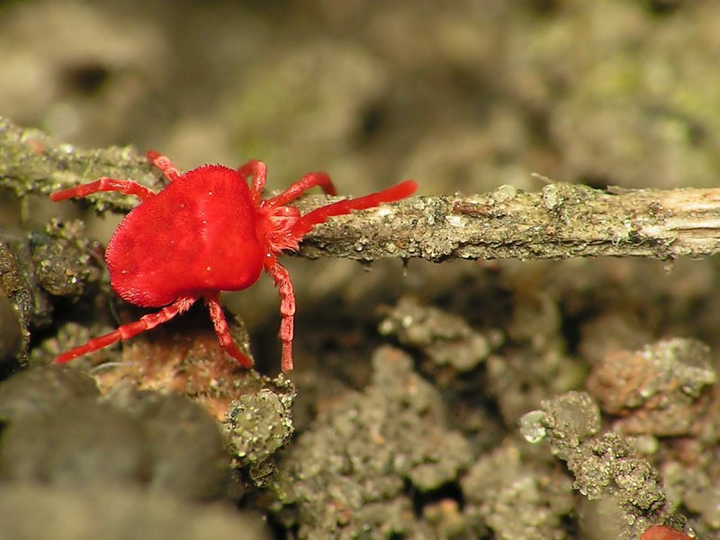 Клещи-краснотелки Trombidiidae