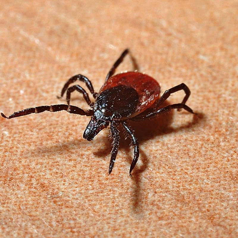 Amblyomma maculatum — опасное животное-паразит