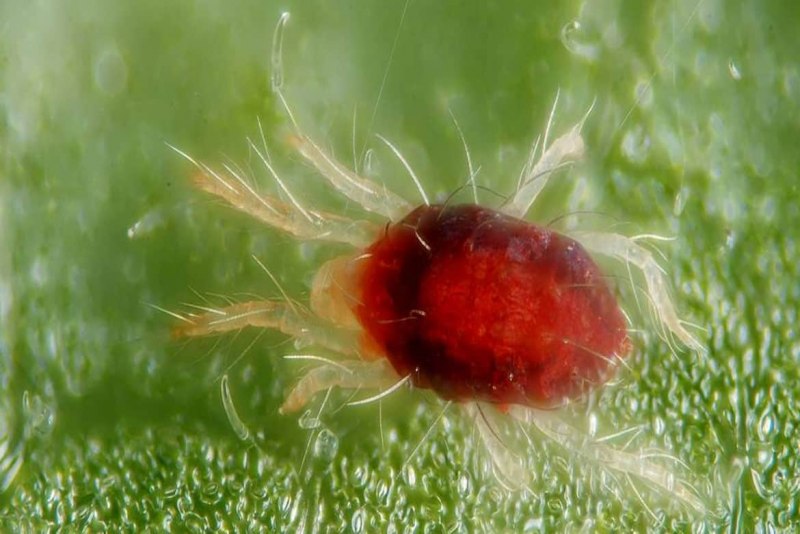 Обыкновенный паутинный клещ Tetranychus urticae