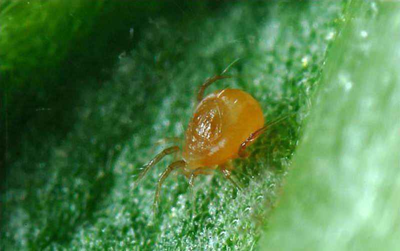 Клещ Ixodes