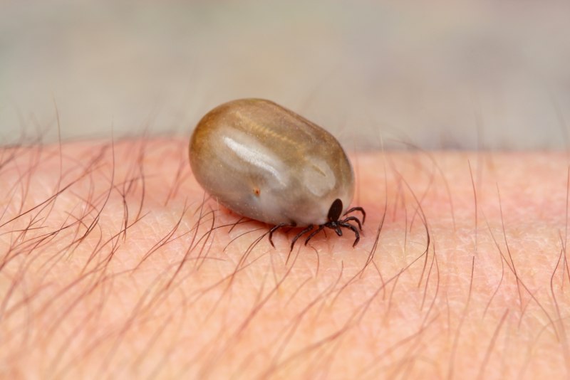 Клещ Ixodes Ricinus