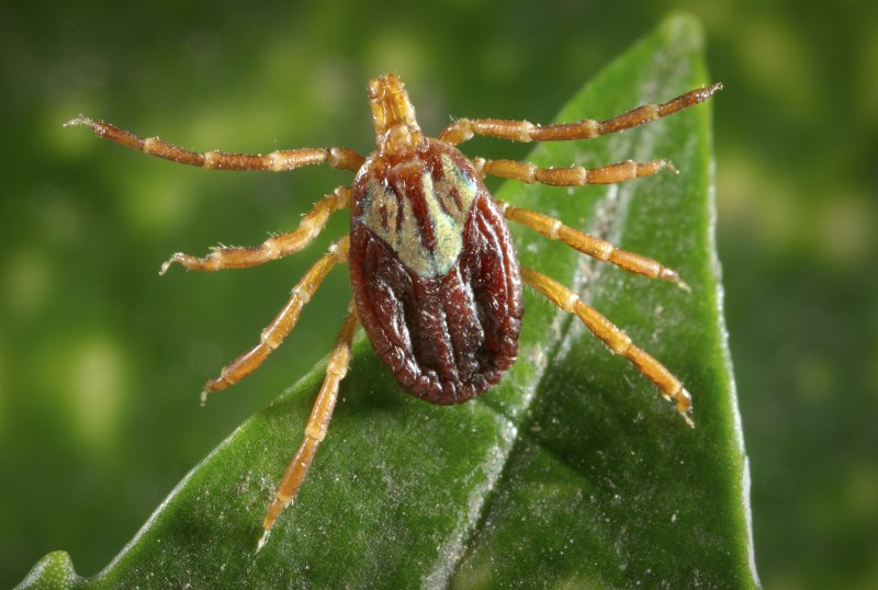 Отряд акариформные клещи (Acariformes)