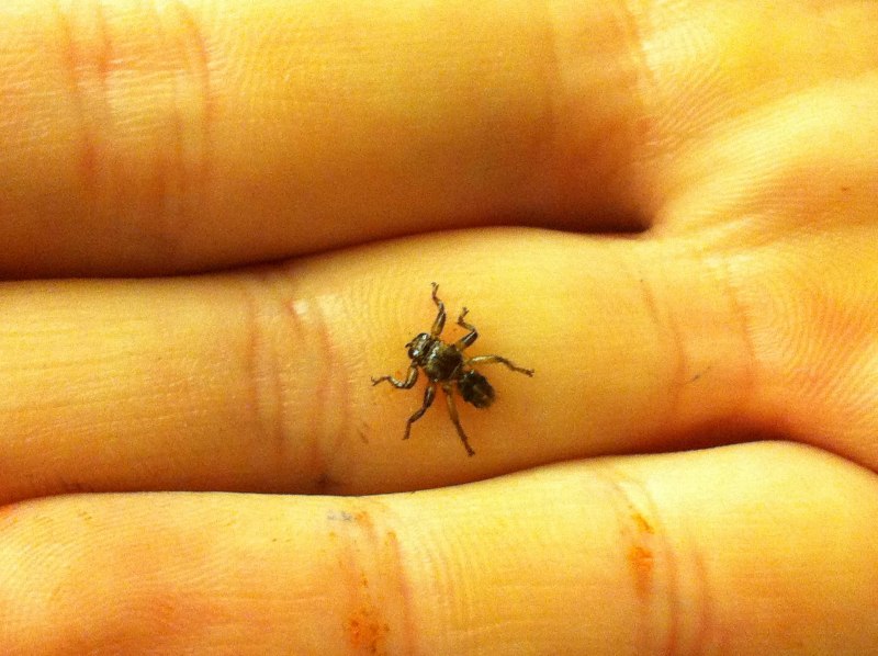 Ixodes Ricinus