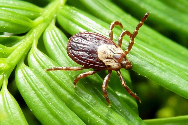 Клещ Amblyomma