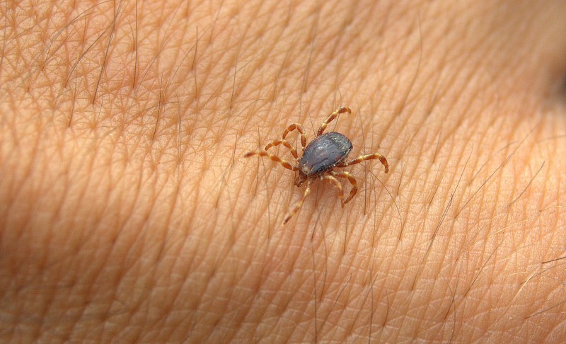 Клещ Ixodes