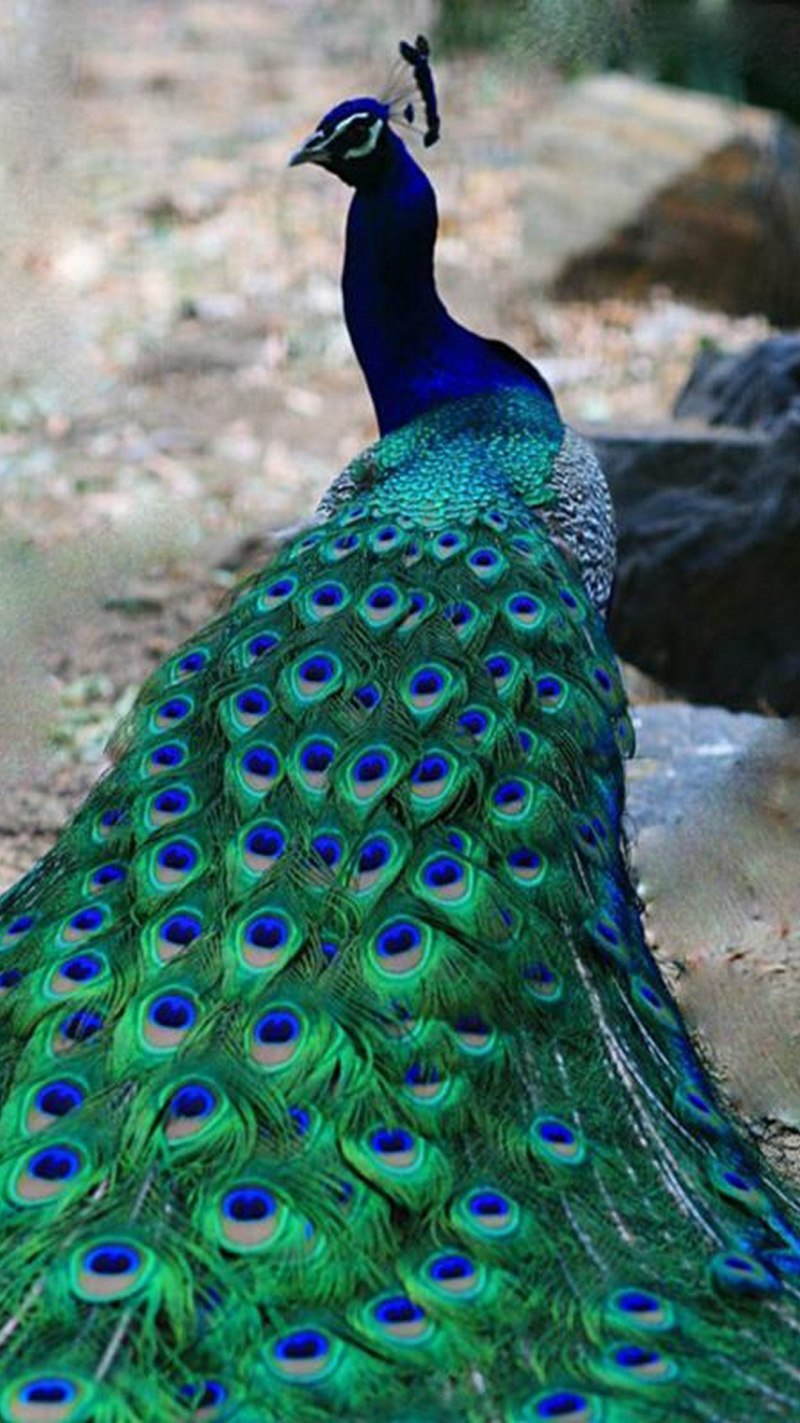 Павлиний фазан (Polyplectron bicalcaratum)