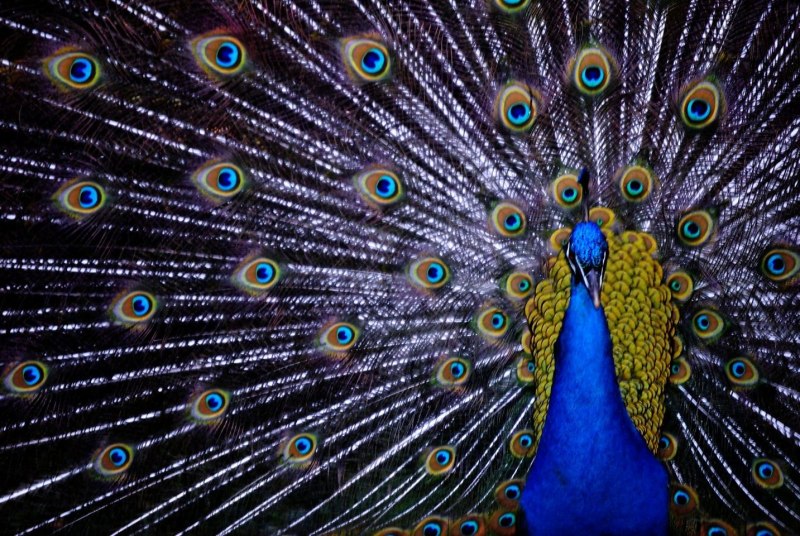 Peacock Flying