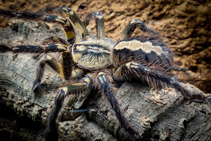 Паук птицеед Poecilotheria Metallica