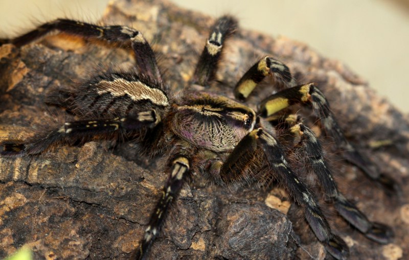 Паук птицеед Poecilotheria Metallica