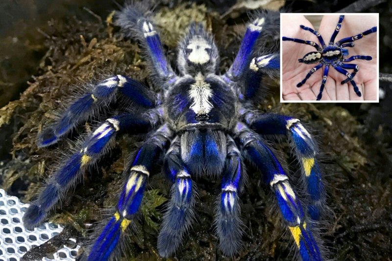 Паук Chromatopelma cyaneopubescens