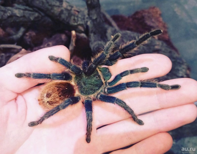 Паук-птицеед Poecilotheria Ornata