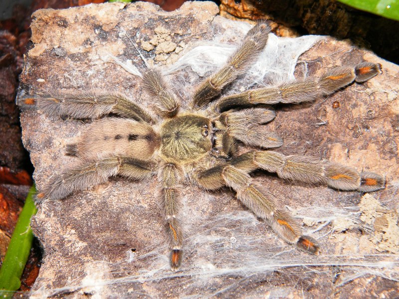 Тарантул Poecilotheria Metallica
