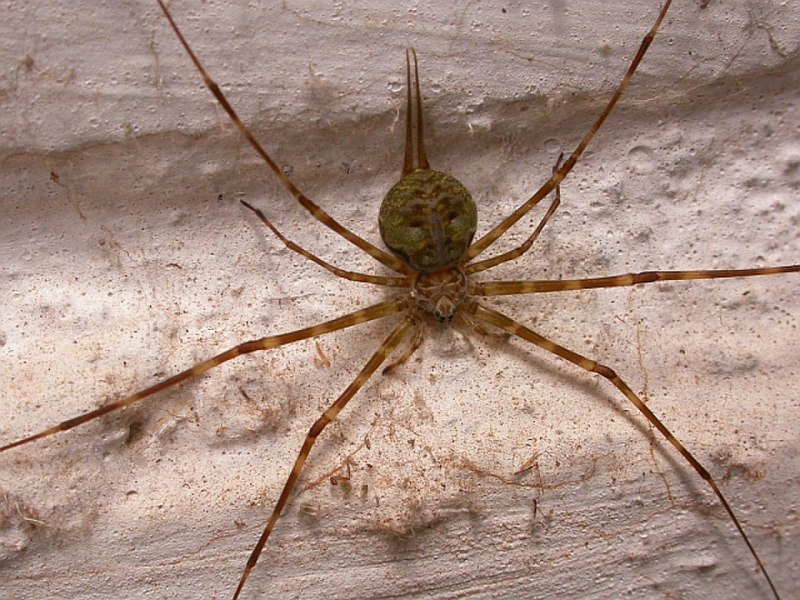 Паук-птицеед Harpactira pulchripes