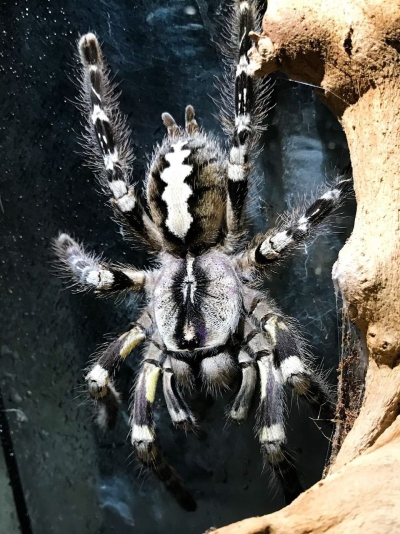 Паук птицеед Poecilotheria
