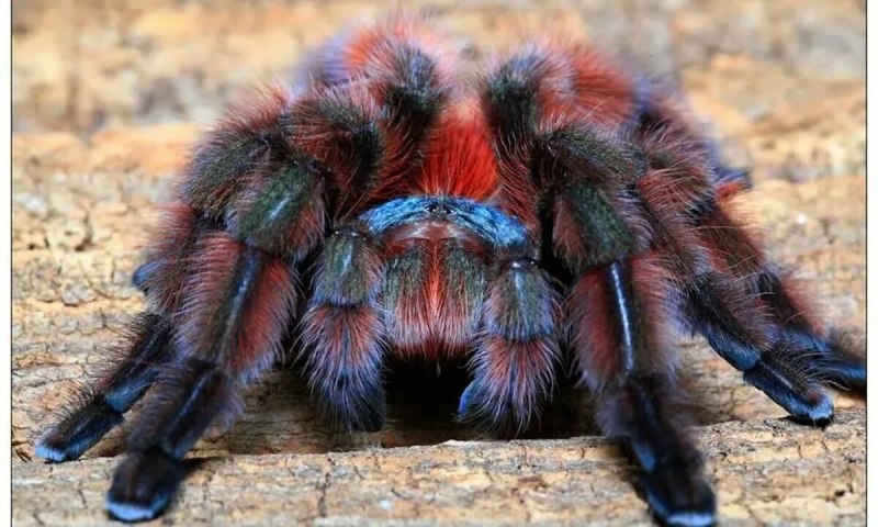Avicularia (Caribena) versicolor